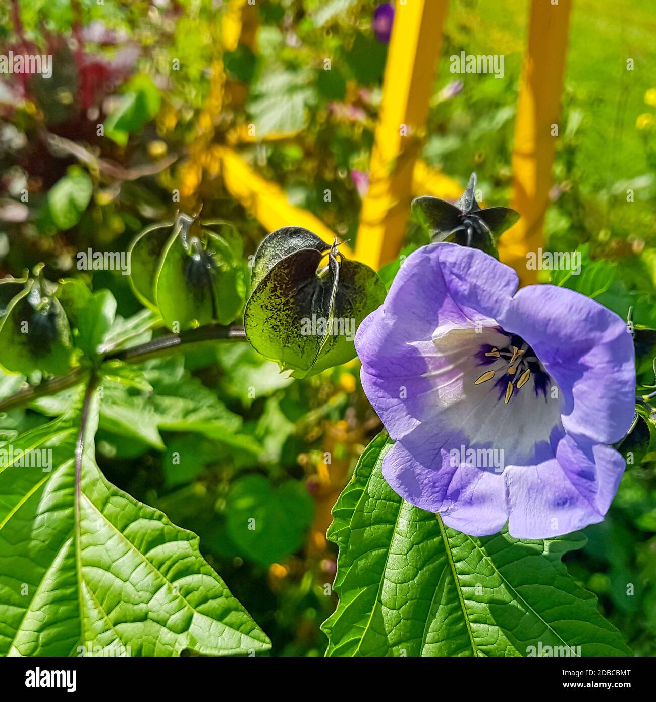 Nicandra Physalodes conosciuto come mela-del-Perù e pianta di shoo-fly Foto Stock