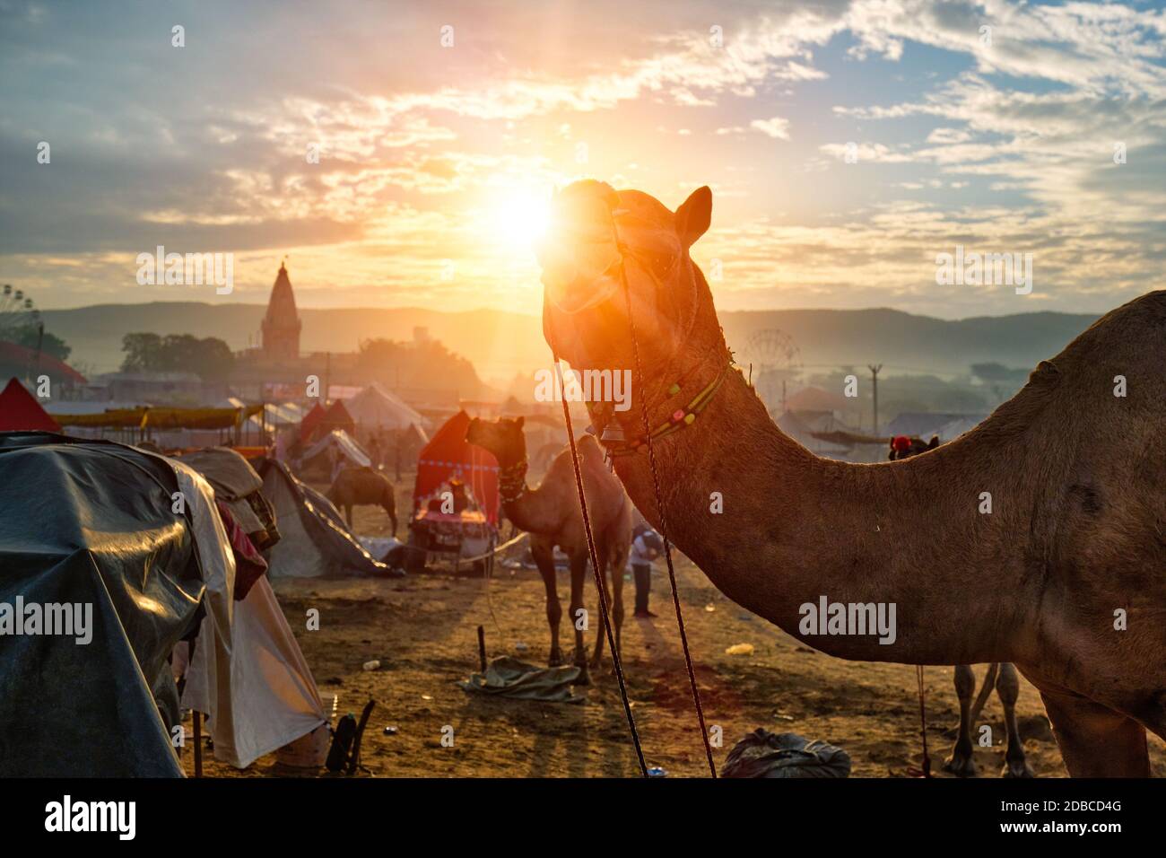 Famoso camels indiano commercio Pushkar mela fiera del cammello festival in campo. Cammelli al tramonto dell'alba. Pushkar, Rajasthan, India Foto Stock
