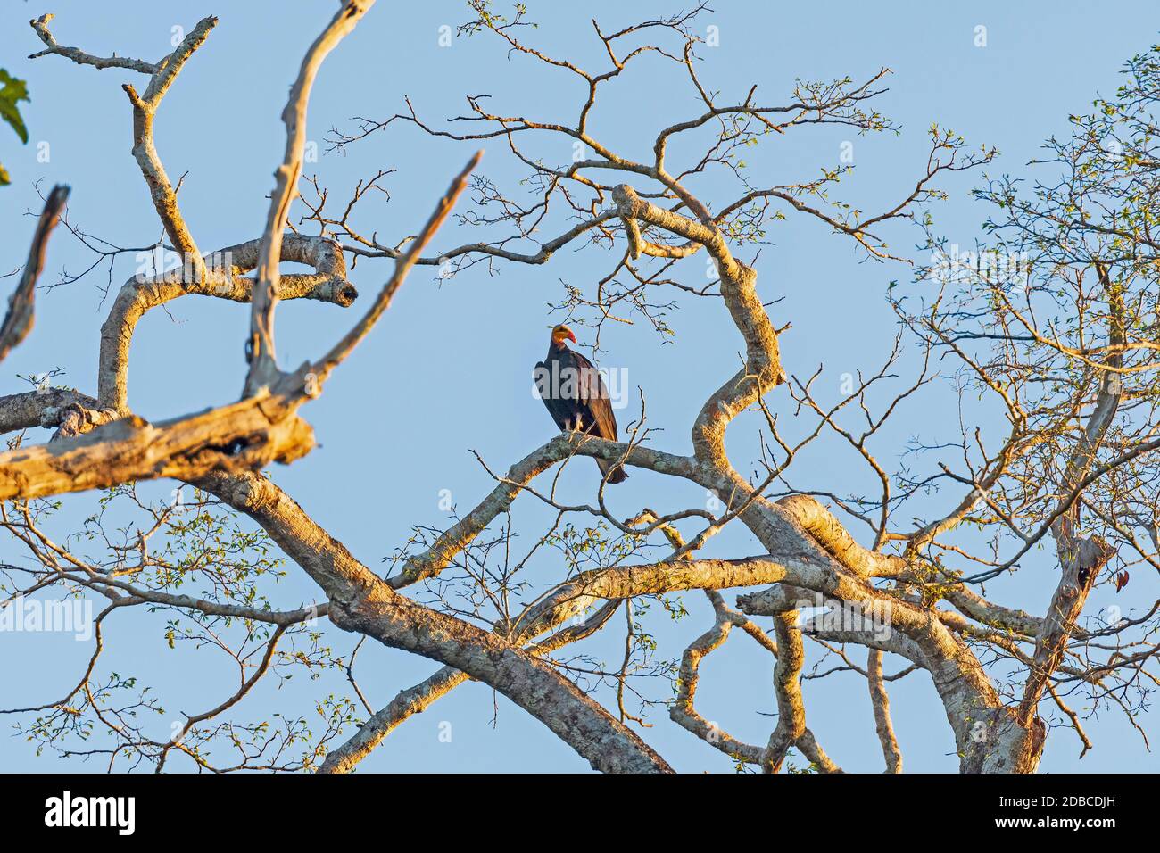 Greater Yellow Headed Vulture in luce serale vicino al Cristalino Lodge in Brasile Foto Stock
