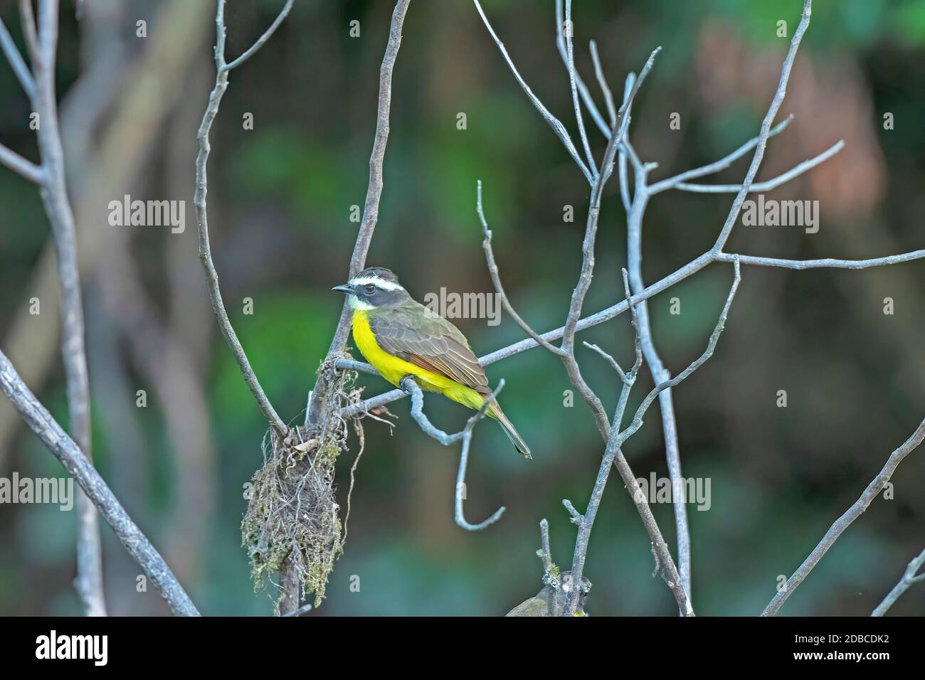 Flycatcher margined arrugginito in un albero di fiume sul fiume Teles Pires in Brasile Foto Stock