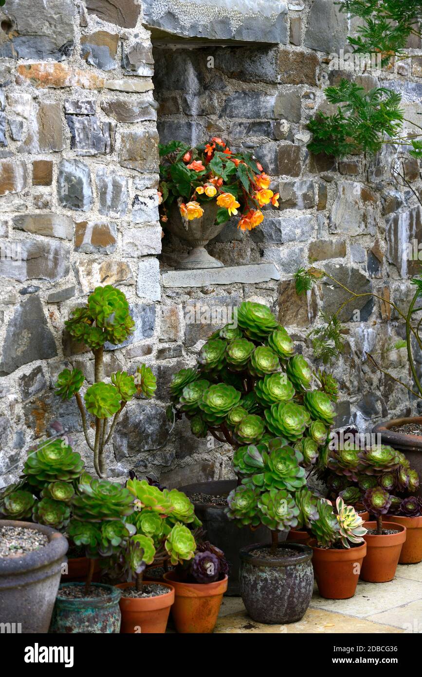 Vasi di terracotta,contenitori,impianto display,patio,aeonium arboreum schwarzkopf,succulenta,succulente,pentole,pot,giardinaggio contenitore,giardino,RM Floral Foto Stock