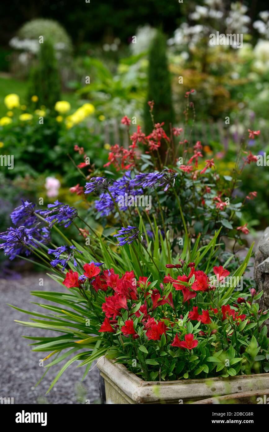 Alstroemeria rosso, agapanthus, blu, rosso, fiori, fiore, fioritura, contenitore giardinaggio, pentole, contenitore, giardini, combinazione mista, RM Floral Foto Stock