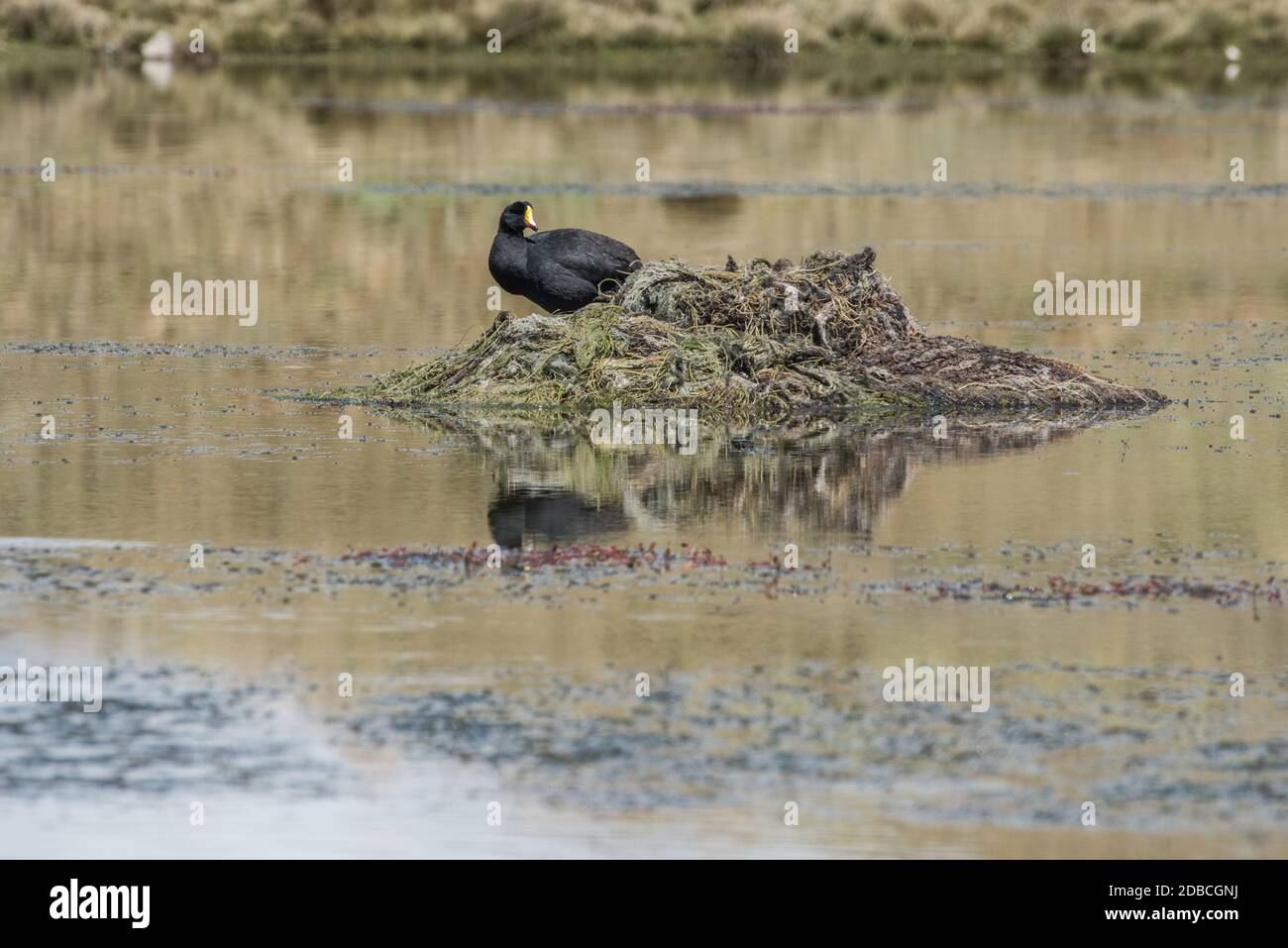Un gigantesco coot (Fulica gigantea) al suo nido nel mezzo di un lago ad alta quota. Il nido è costruito da piante d'acqua come non ci sono alberi. Foto Stock