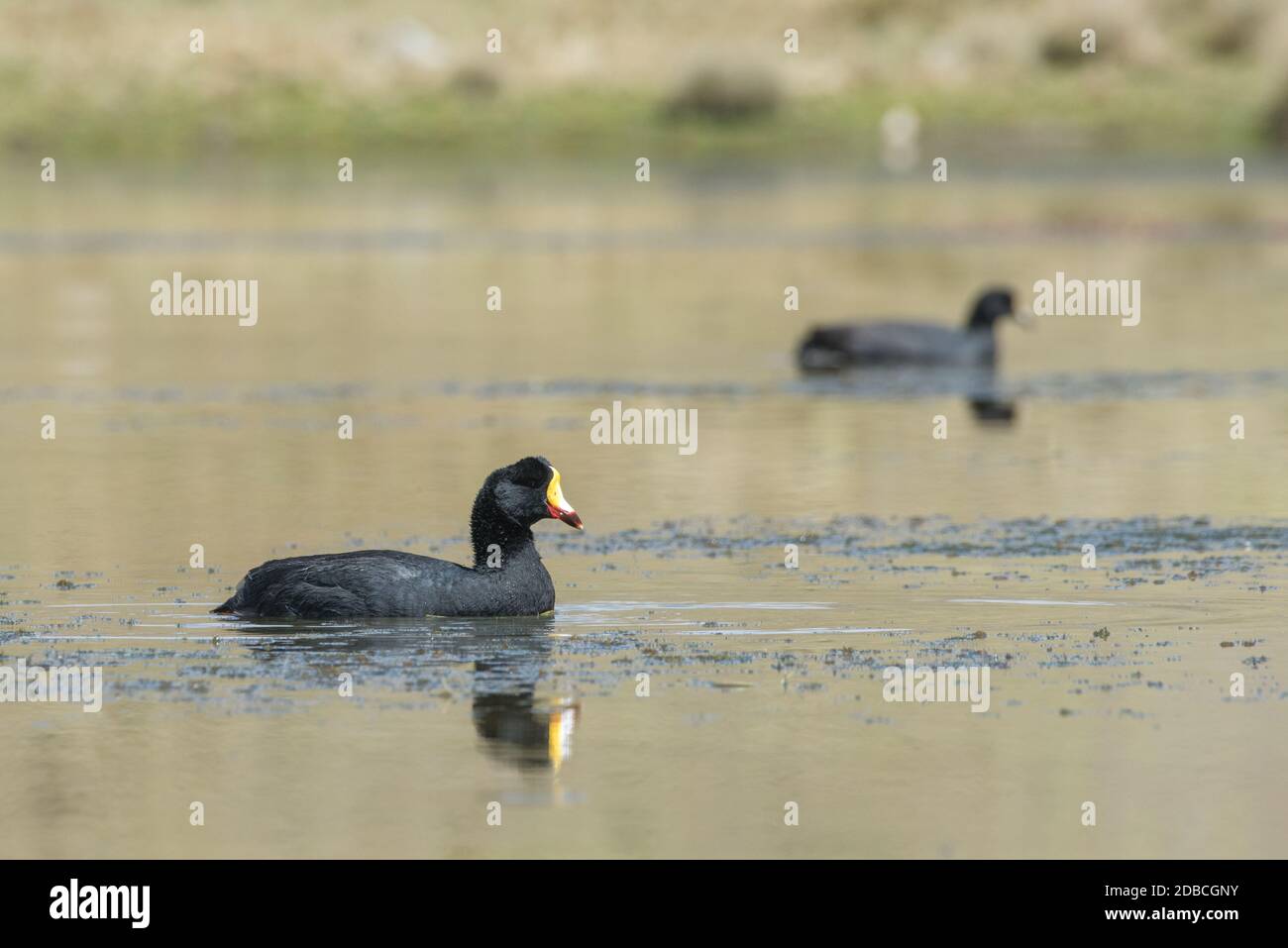 Cuote giganti (Fulica gigantea) in un lago ad alta quota nell'habitat di puna ad alta quota del Perù meridionale. Foto Stock