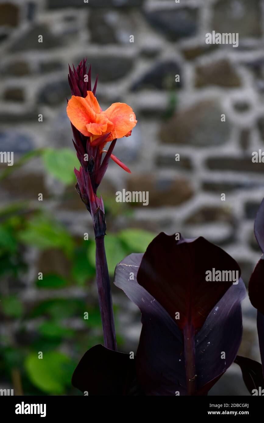 canne giglio wyoming, fogliame scuro, foglie scure, fiori d'arancio, fiore, fioritura, mix, misto, giardinaggio, piantando combinazione, RM Floral Foto Stock