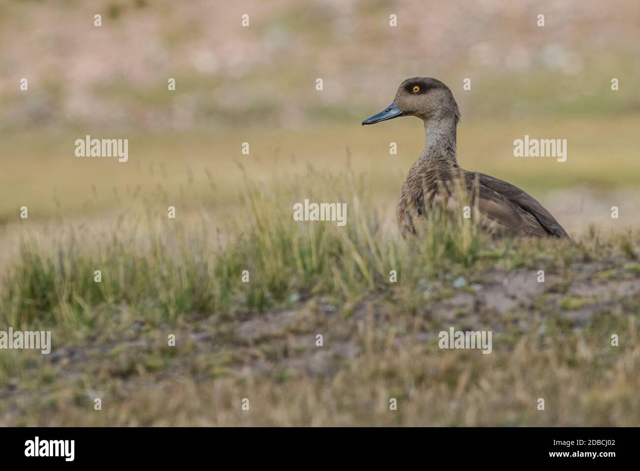 Anatra crestata andina (Lophonetta specularioides alticola) nell'habitat di Puna ad alta quota delle Ande peruviane. Foto Stock