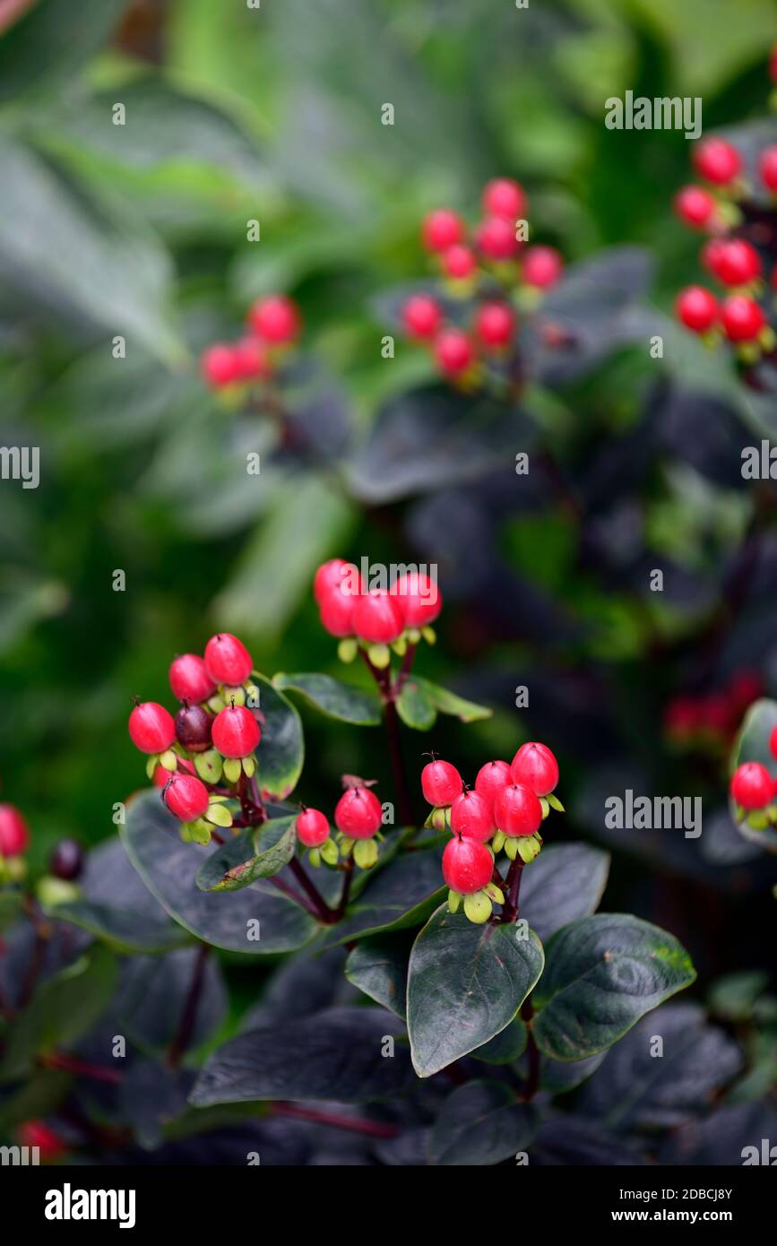 Hypericum Miracle Attraction, Glossy Red bacche, St Johns Wort, piante medicinali, arbusti, arbusti, frutti rossi, frutti rossi, RM Floral Foto Stock