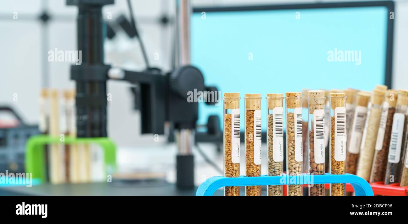 Ricerca analisi di cereali e semi agricoli in laboratorio Foto Stock