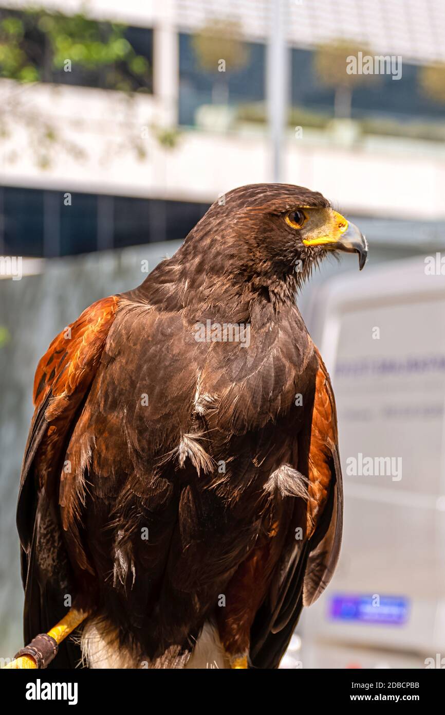 Il falco di Harris (Parabuteo unicinctus) precedentemente conosciuto come il falco alato dalla baia o crepuscolo Foto Stock