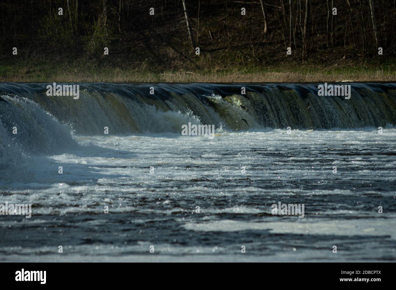 I pesci della Vimba salti, vola vicino alla cascata, fiume Foto Stock