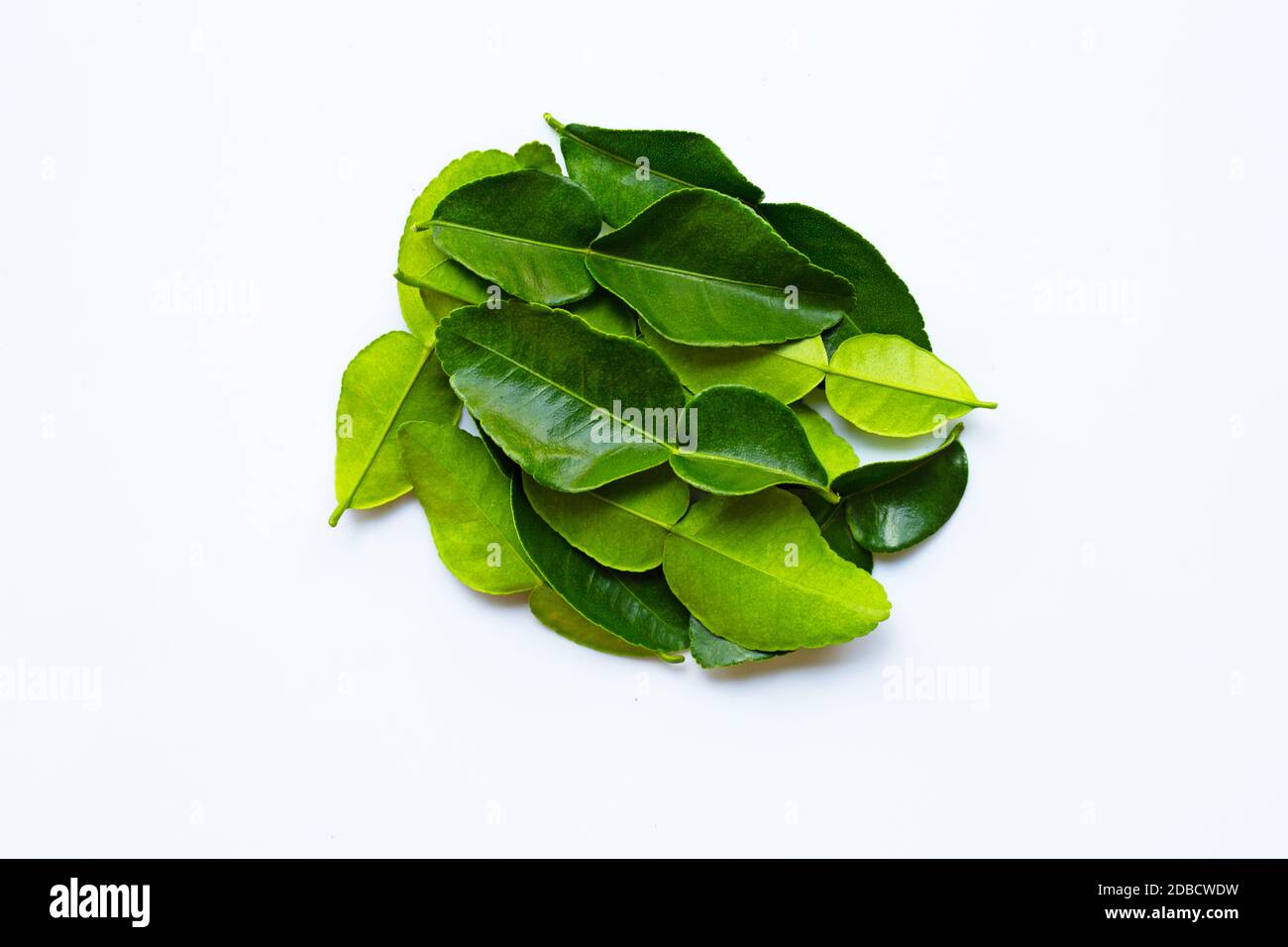 Il bergamotto foglie di combava erbe fresche ingrediente isolato su sfondo bianco. Foto Stock