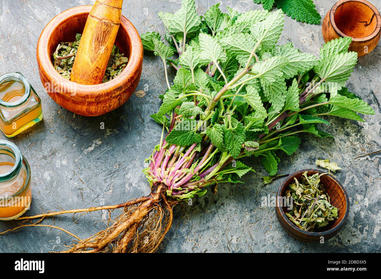 Cespuglio di balsamo fresco al limone, foglie di melissa essiccate e  tintura medicinale. Erbe medicinali Foto stock - Alamy