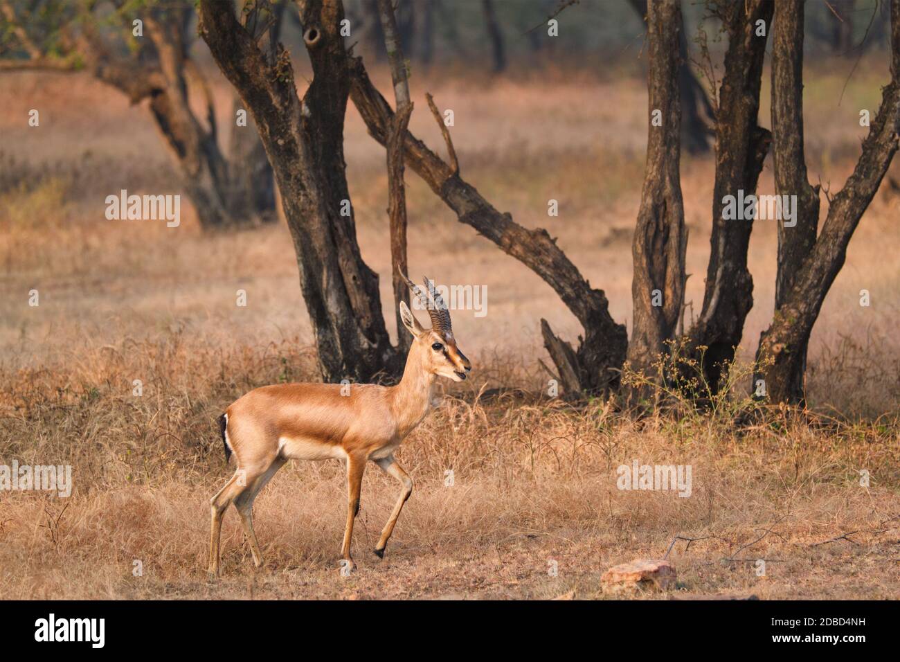 Giovane indiano bennetti gazelle o chinkara a piedi e pascolo nella foresta di Rathnambore National Park. Turismo elecogy ambiente sfondo. Raja Foto Stock