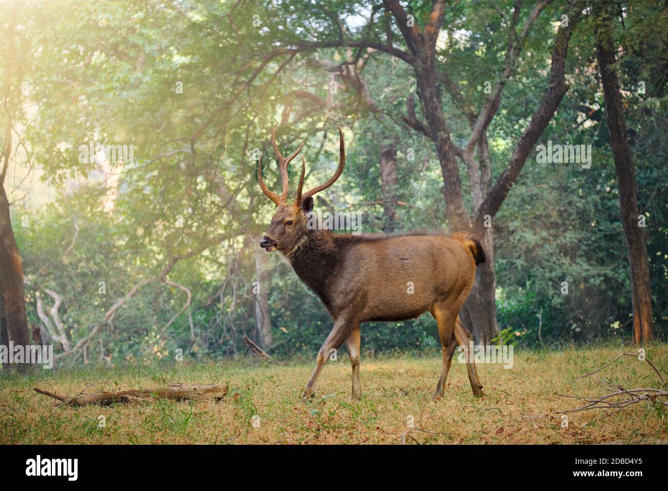 Sambar maschile (Rusa unicolor) cervi che camminano nella foresta. Il sambar è un grande cervo originario del subcontinente indiano e classificato come spezie vulnerabili. Ranthambor Foto Stock