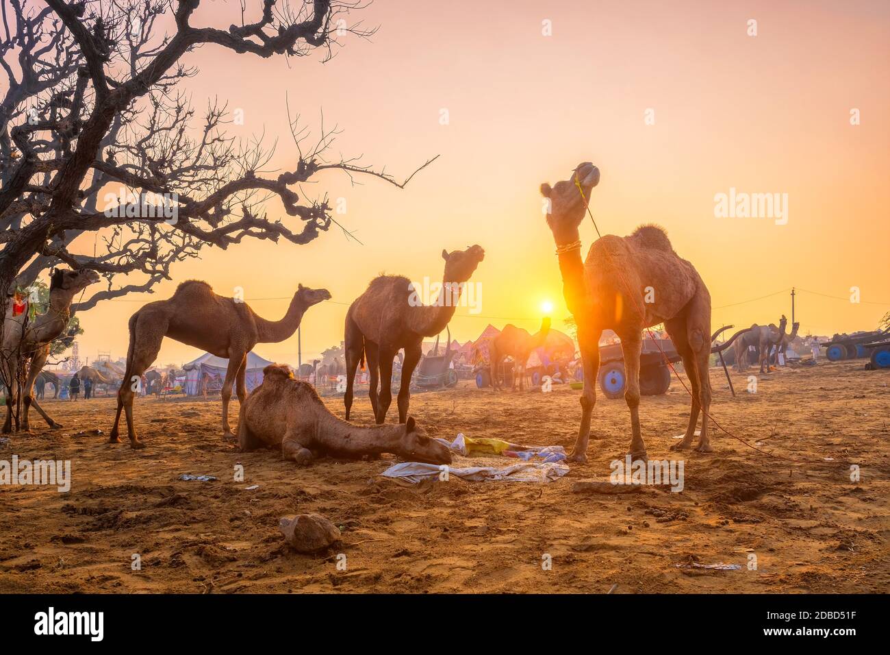 Famoso camels indiano commercio Pushkar mela fiera del cammello festival in campo. Cammelli mangiare masticare al tramonto all'alba. Pushkar, Rajasthan, India Foto Stock