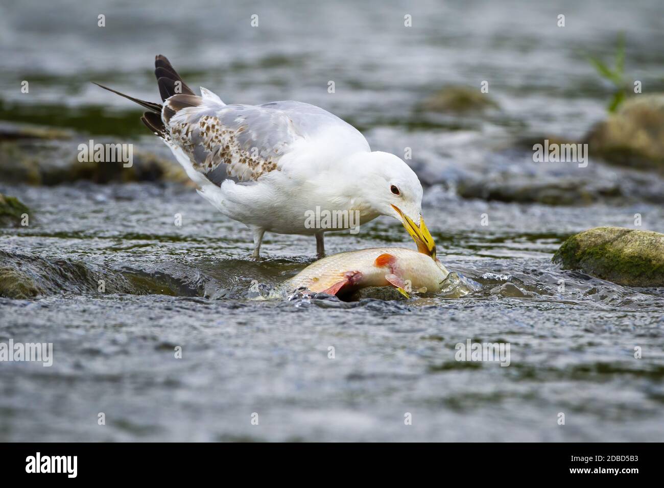 Grande gabbiano caspiano, larus cachinnans, che si nuota su un pesce in ruscello con acqua fredda in natura. Pesca di animali selvatici nel fiume da bassa angolazione. Caccia al gabbiano Foto Stock