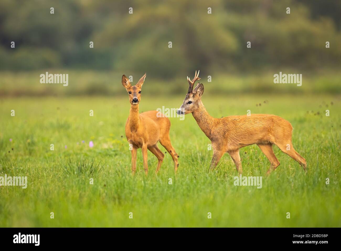 Amore tra caprioli, capriolo capreolo, maschio e femmina nella stagione di rutting. Due mammiferi selvatici su una natura verde con l'erba guardare e camminare. Anim Foto Stock