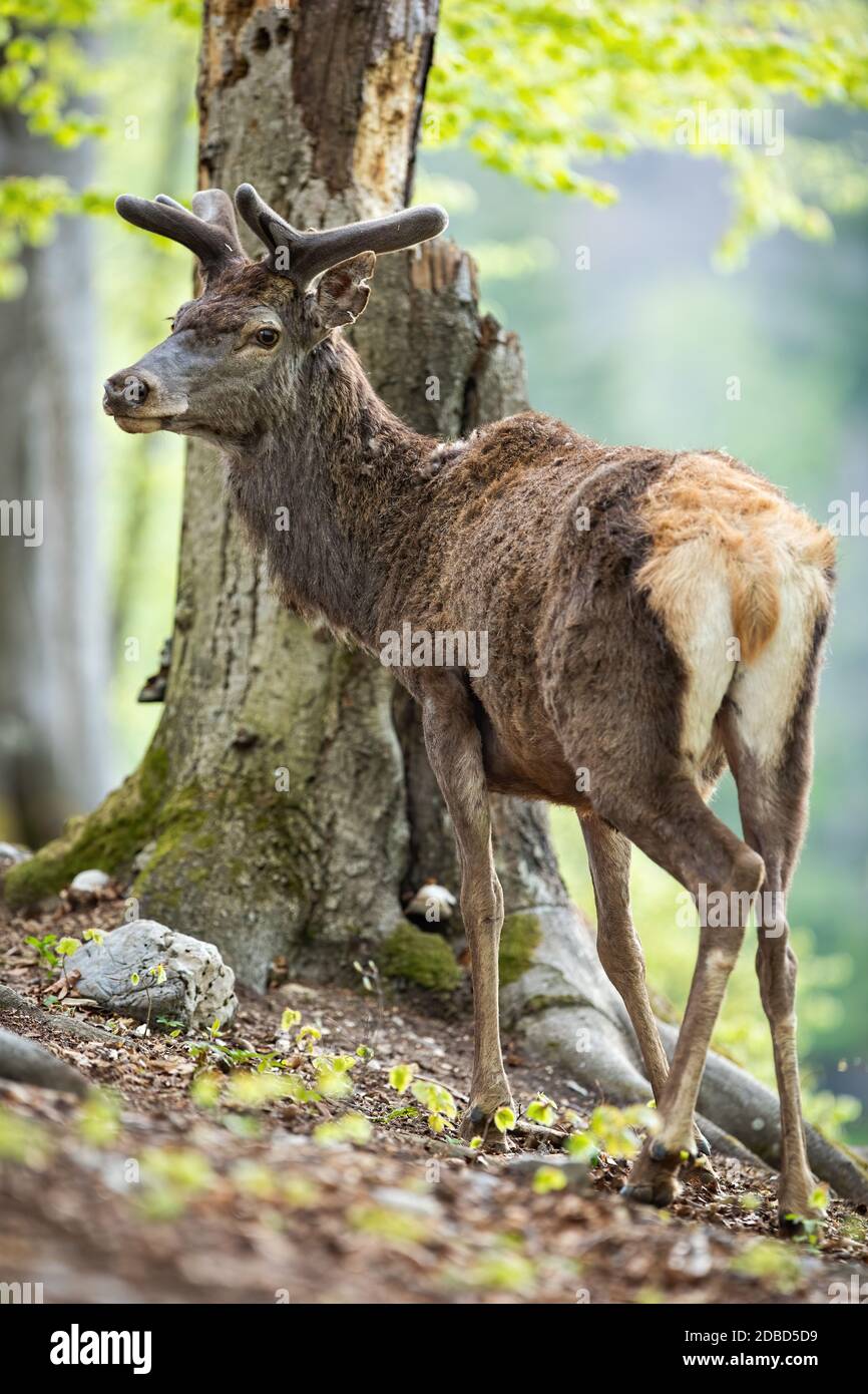 Cervo rosso calmo, cervo elafus, stag in piedi da albero in foresta con crescente nuove corna ricoperte di morbido velluto. Animale selvatico in bosco con gre fresco Foto Stock