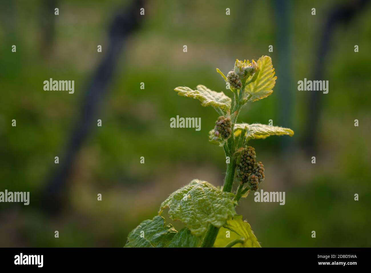 Gemme di vite e foglie da vicino in un vigneto Foto stock - Alamy