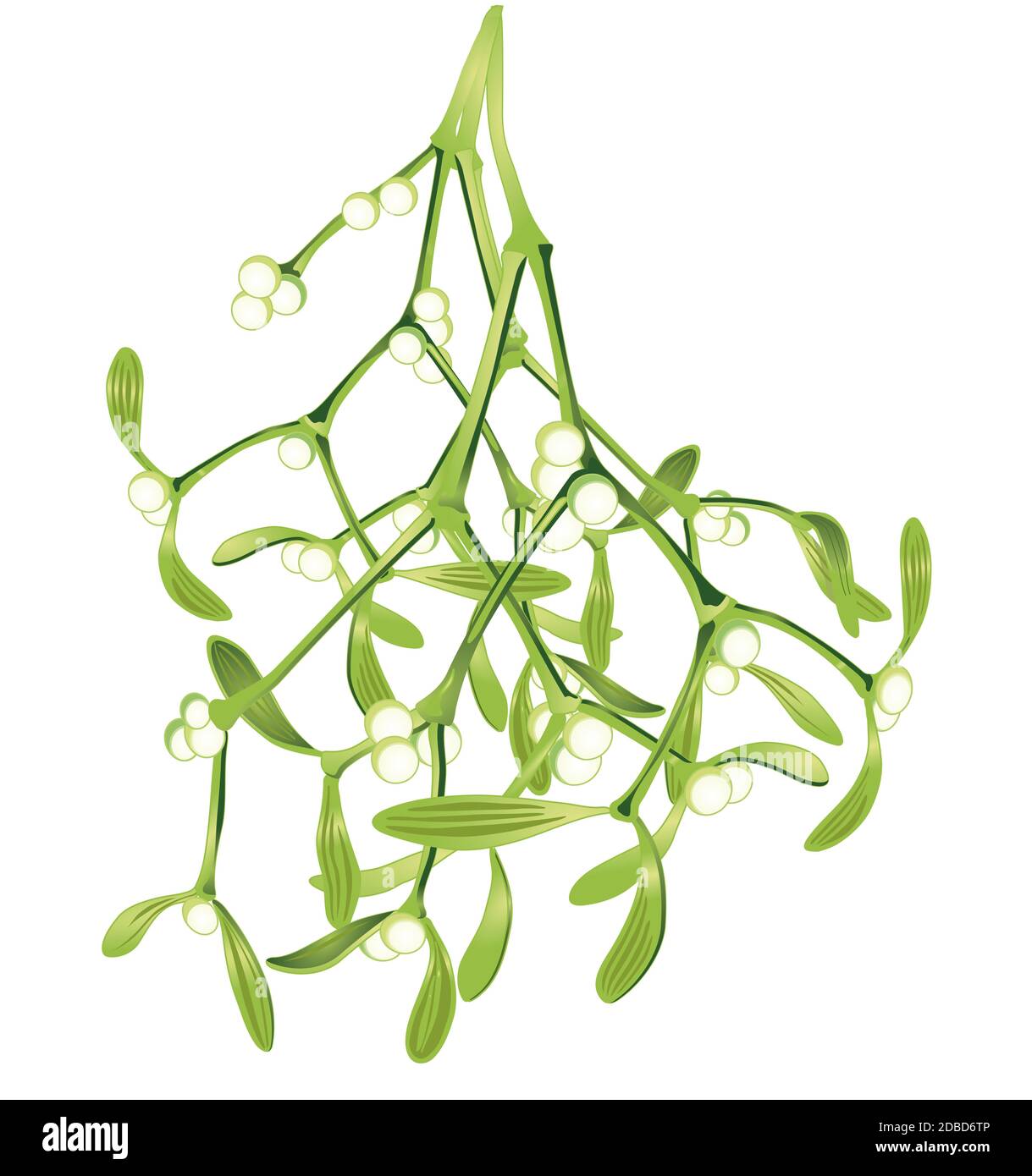 Rami di mistletoe appesi, illustrazione vettoriale Foto Stock