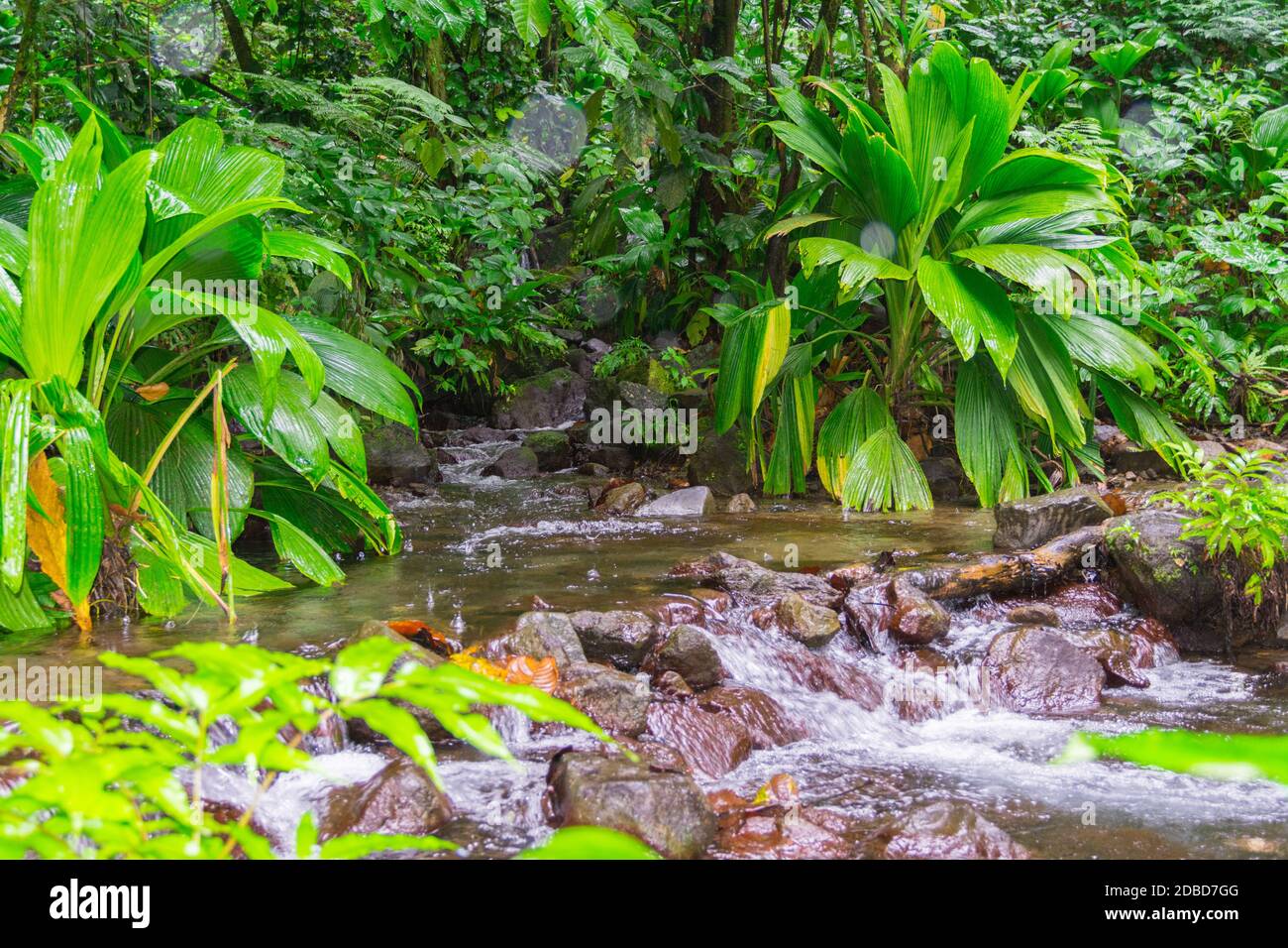 Grand étang vicino al vulcano la Soufrière, basse-Terre, Guadalupa Foto Stock