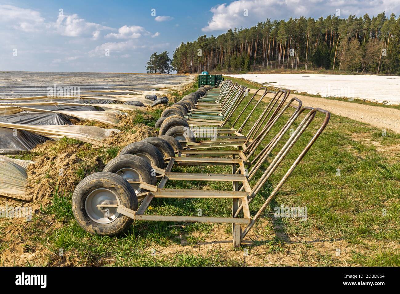 Campo di asparagi vicino a Schrobenhausen in Baviera, Germania Foto Stock