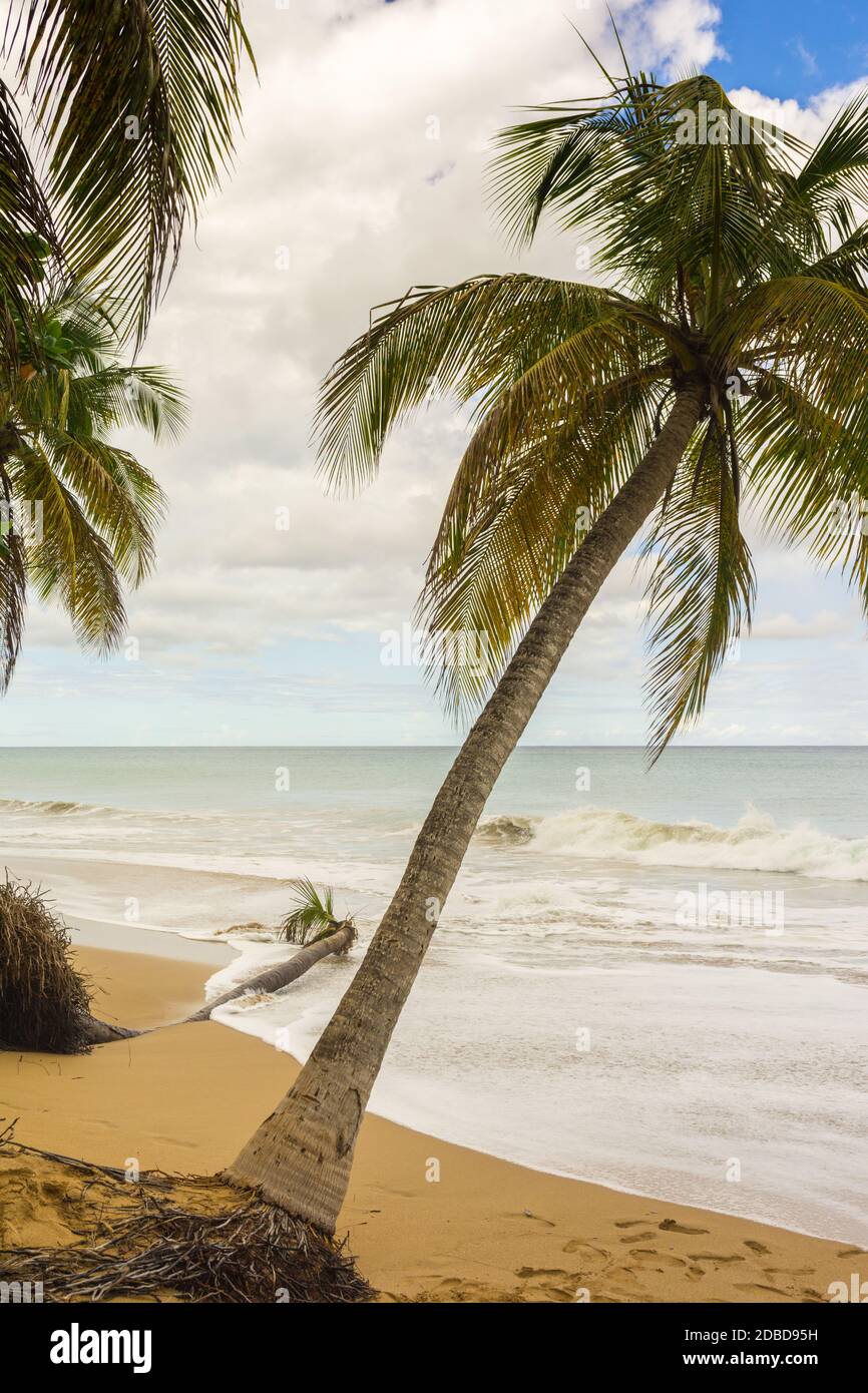 Spiaggia Grande Anse, Deshaies, basse-Terre, Guadalupa Foto Stock