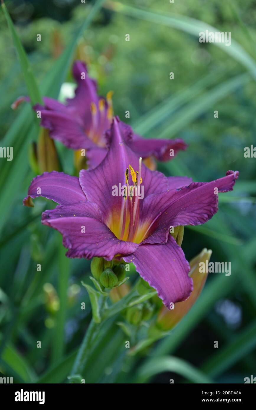 Daylily Foto Stock