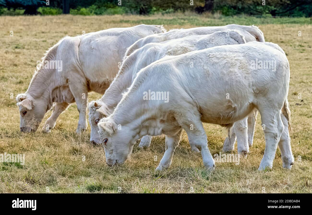 Bovini Charolais - tori giovani nella fattoria britannica Foto Stock