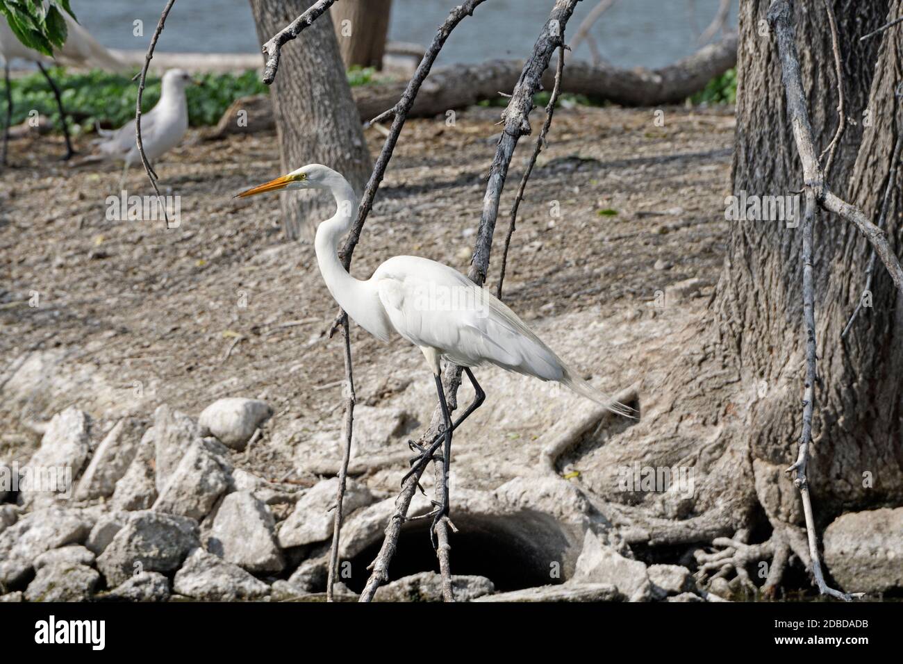 Great Egret perching on a Tree Branch on Grotto Lake in Fergus Falls, Minnesota Foto Stock