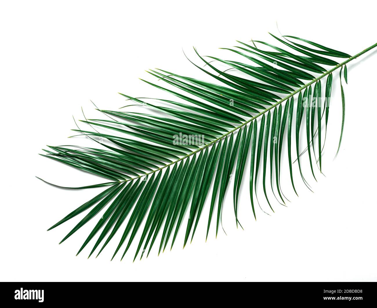 Foglie di palma isolate su sfondo bianco. Vista dall'alto con foglie di  palma tropicali o