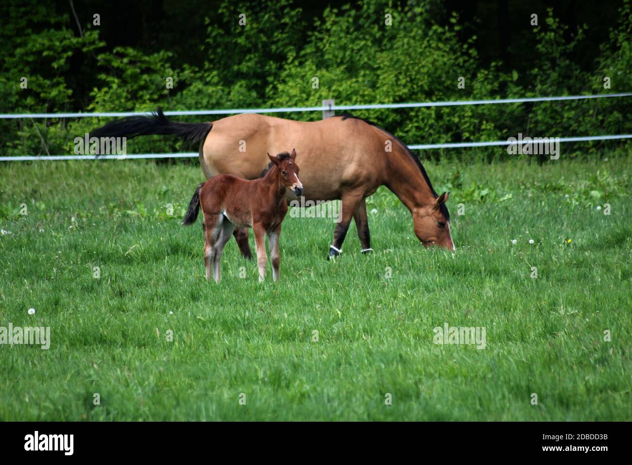 Un giovane cavallo su un prato Foto Stock