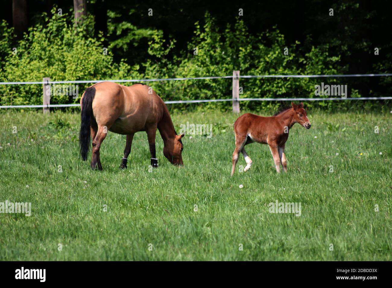 Un giovane cavallo su un prato Foto Stock