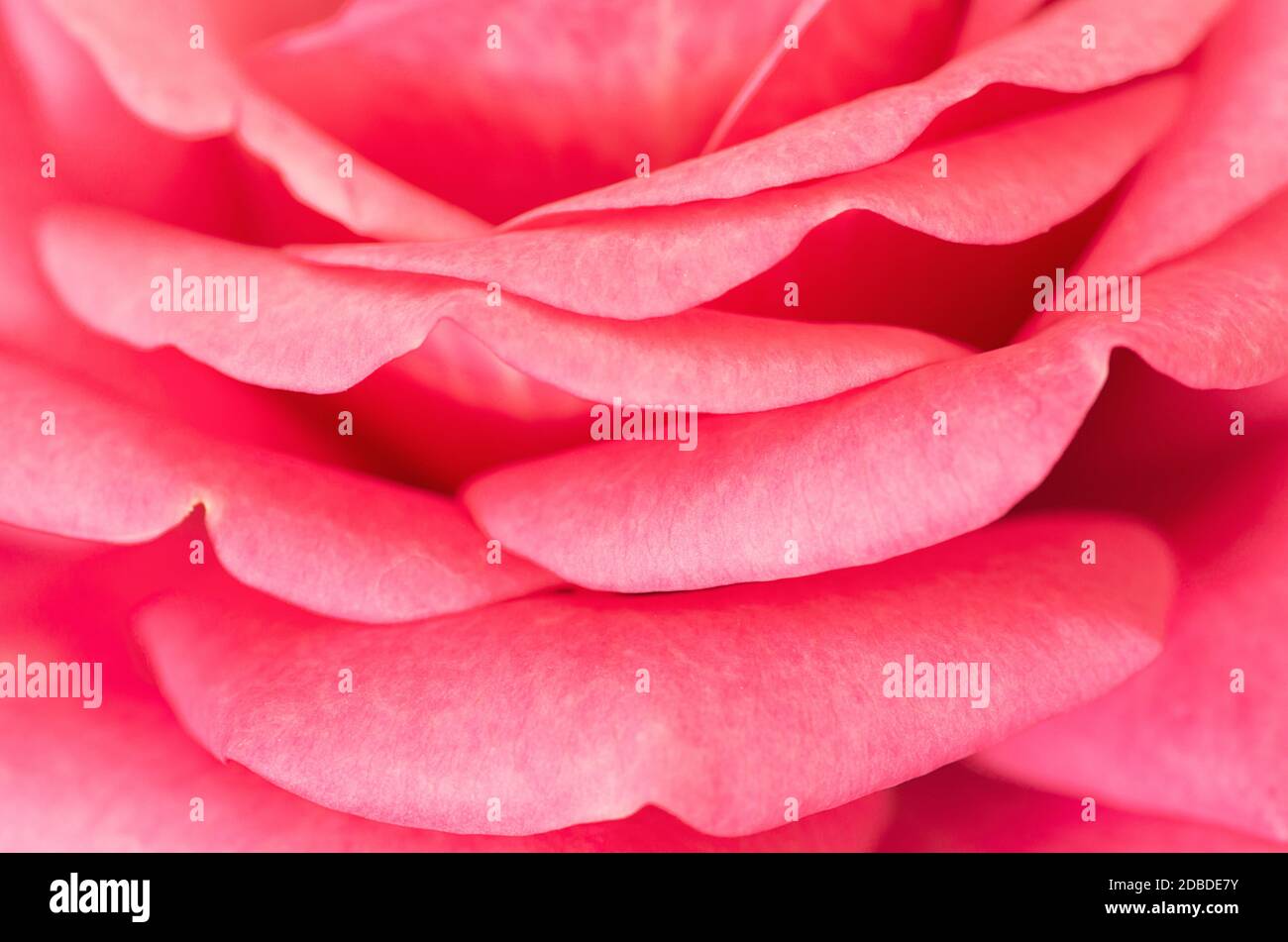 Una rosa in miniatura con fiori rosa. Foto Stock