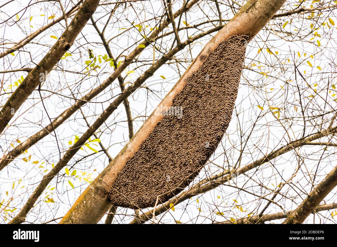 API dorsata nido di api mellifere giganti nei Giardini Botanici Perdana Lake Gardens a Kuala Lumpur, Malesia. Foto Stock