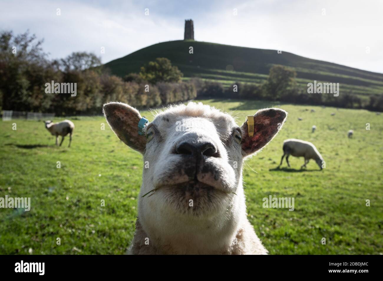 Glastonbury Tor, Somerset, Regno Unito. 25 ottobre 2020. Una pecora inquisitiva prende il centro della scena e fotobombi la scena del Glastonbury Tor. Foto Stock