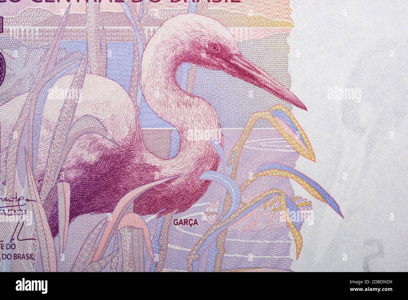 Grande egret un ritratto dal denaro brasiliano Foto Stock