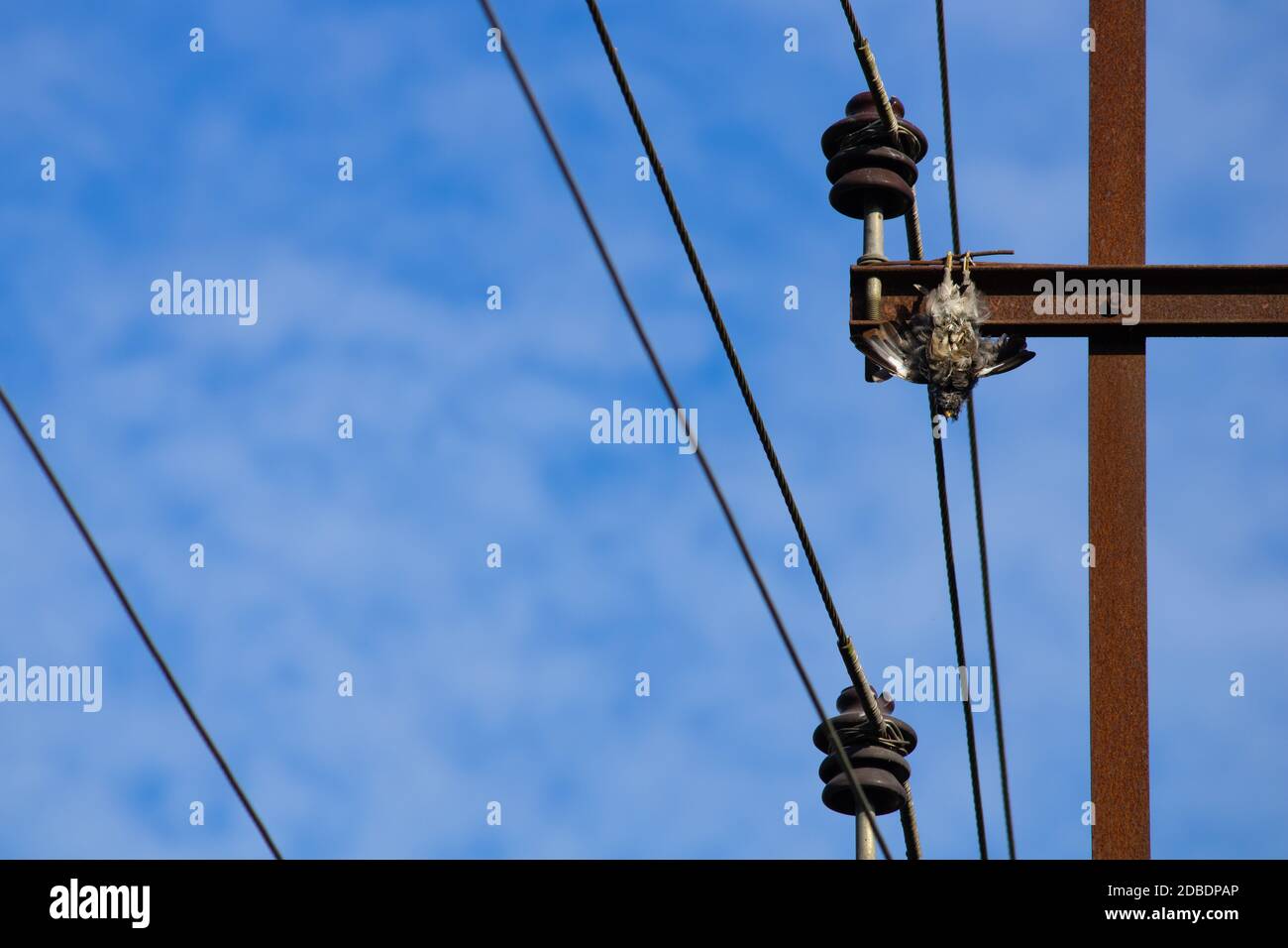 Morte di un uccello a causa di scossa elettrica. Foto Stock