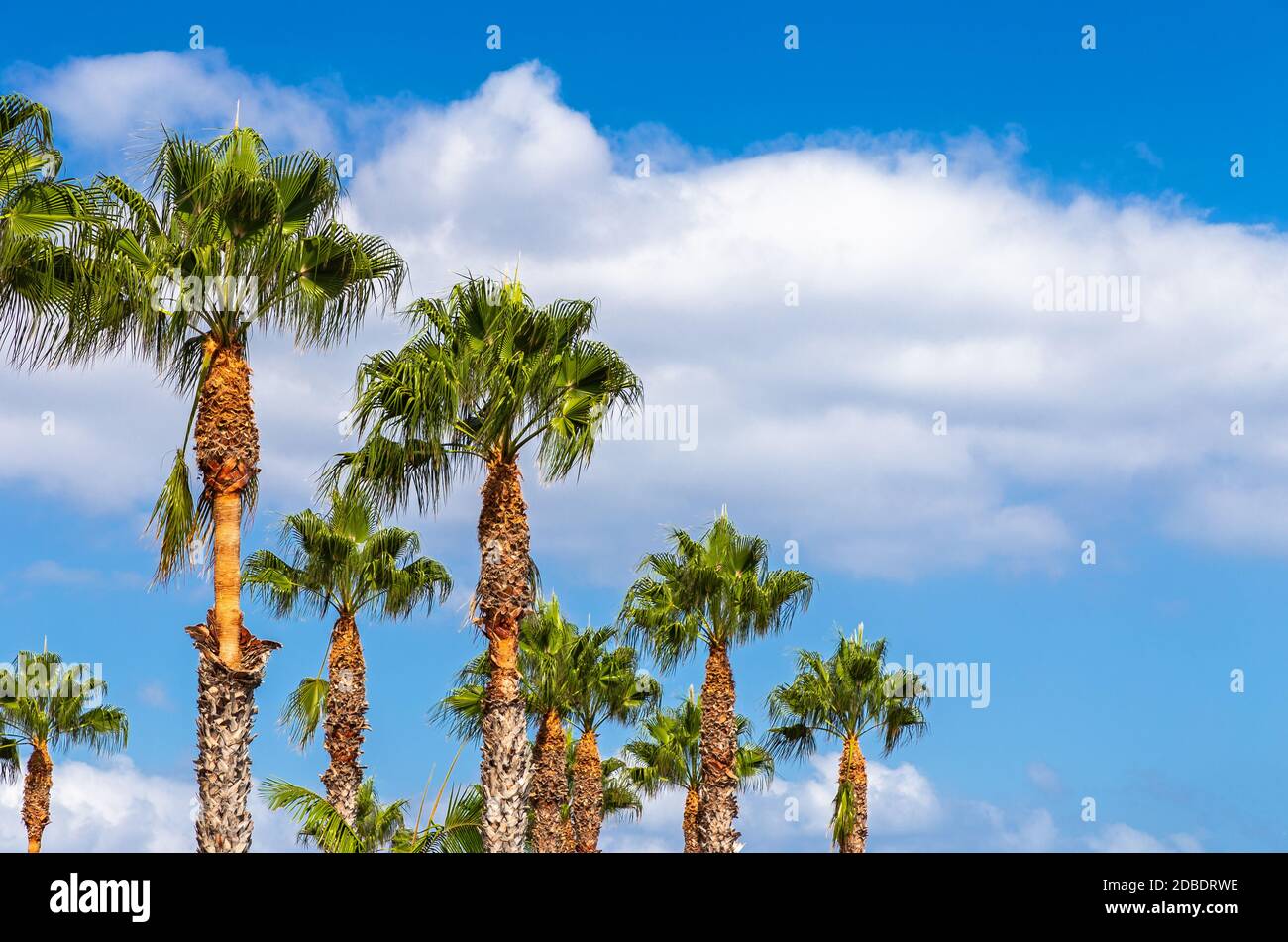 Palma di fronte ad un cielo blu sull'isola di Madeira Foto Stock