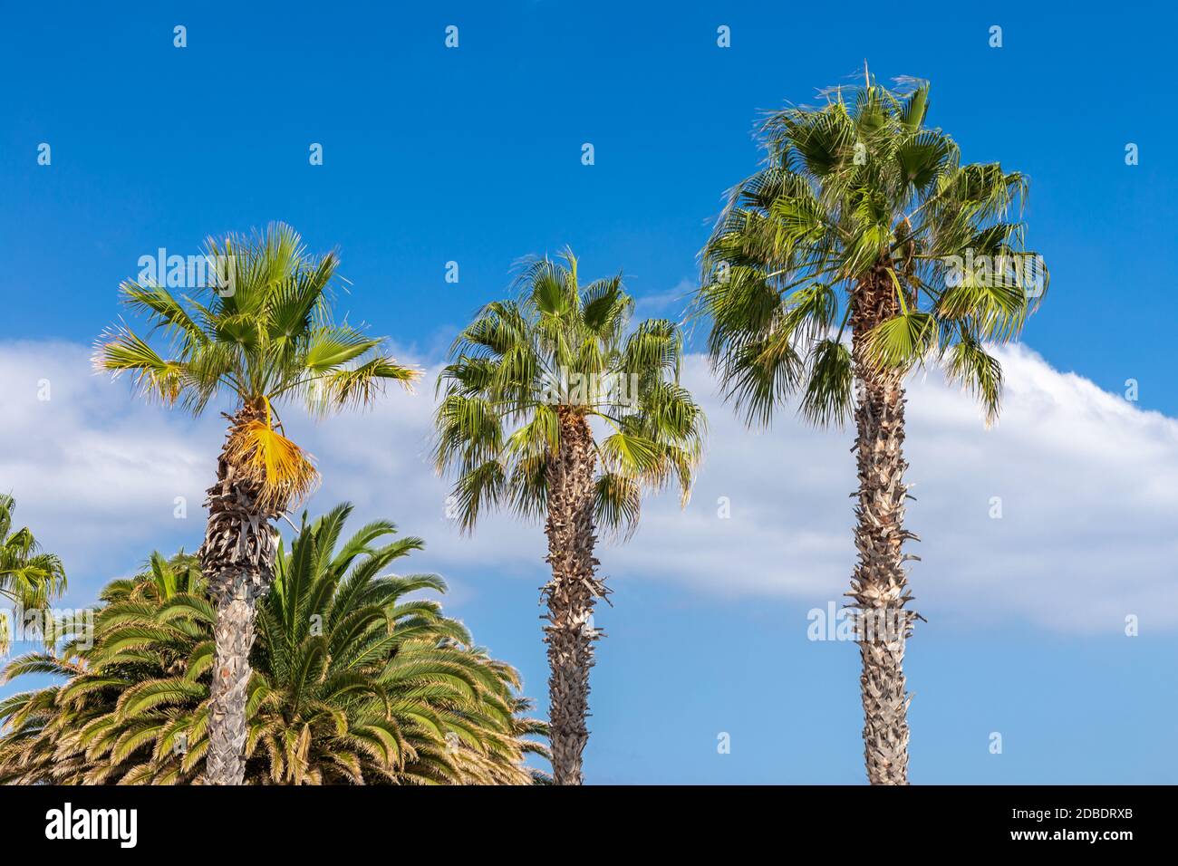 Palma di fronte ad un cielo blu sull'isola di Madeira Foto Stock