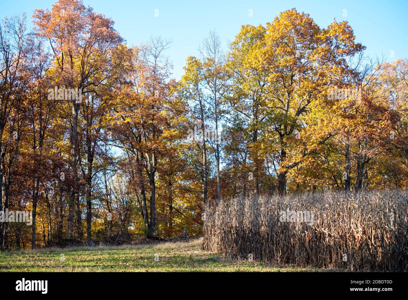 Autunno rurale Pennsylvania paesaggio alberi alti e gambi di mais. Foto Stock