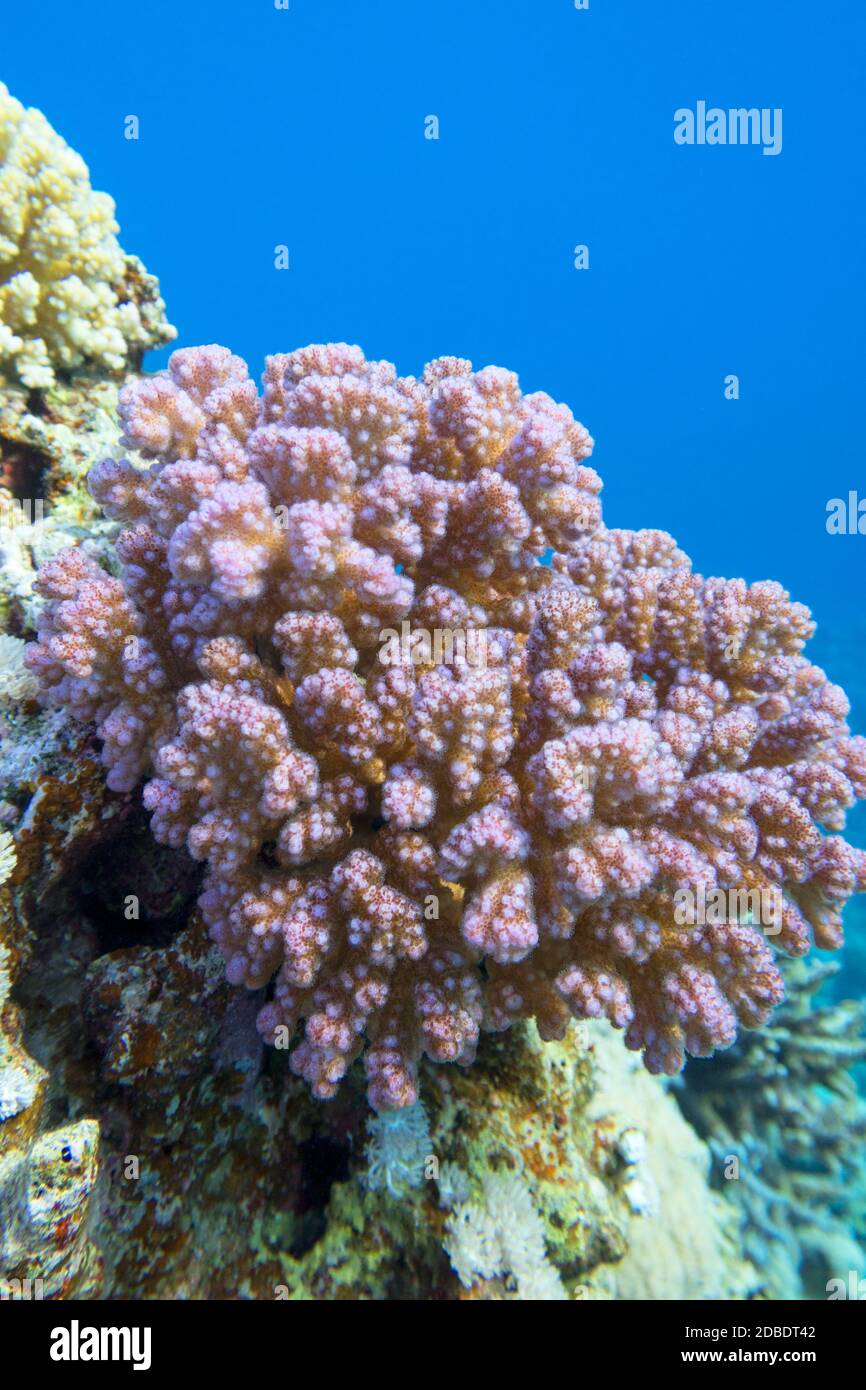 Colorata barriera corallina ai piedi del mare tropicale, violetto Cauliflower Coral, paesaggio sottomarino Foto Stock