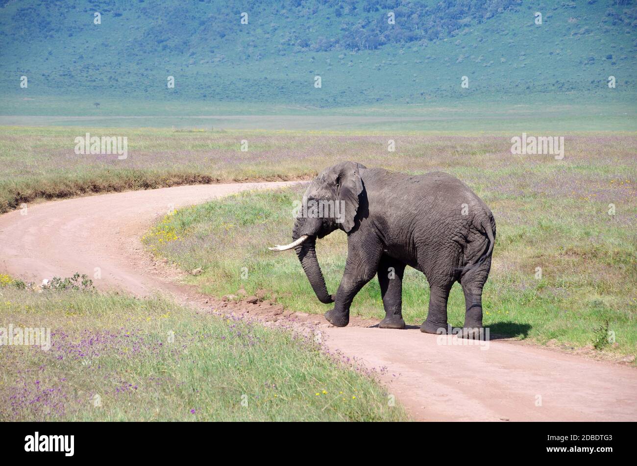 Elefante nel cratere di Ngorongoro in Tanzania Foto Stock