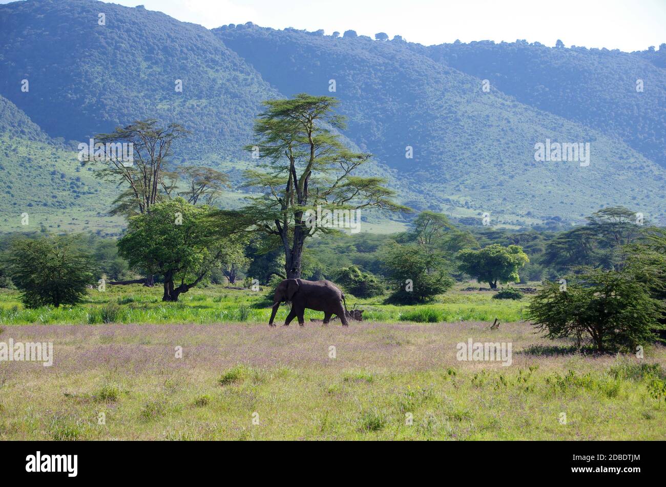 Paesaggio nel cratere di Ngorongoro in Tanzania Foto Stock