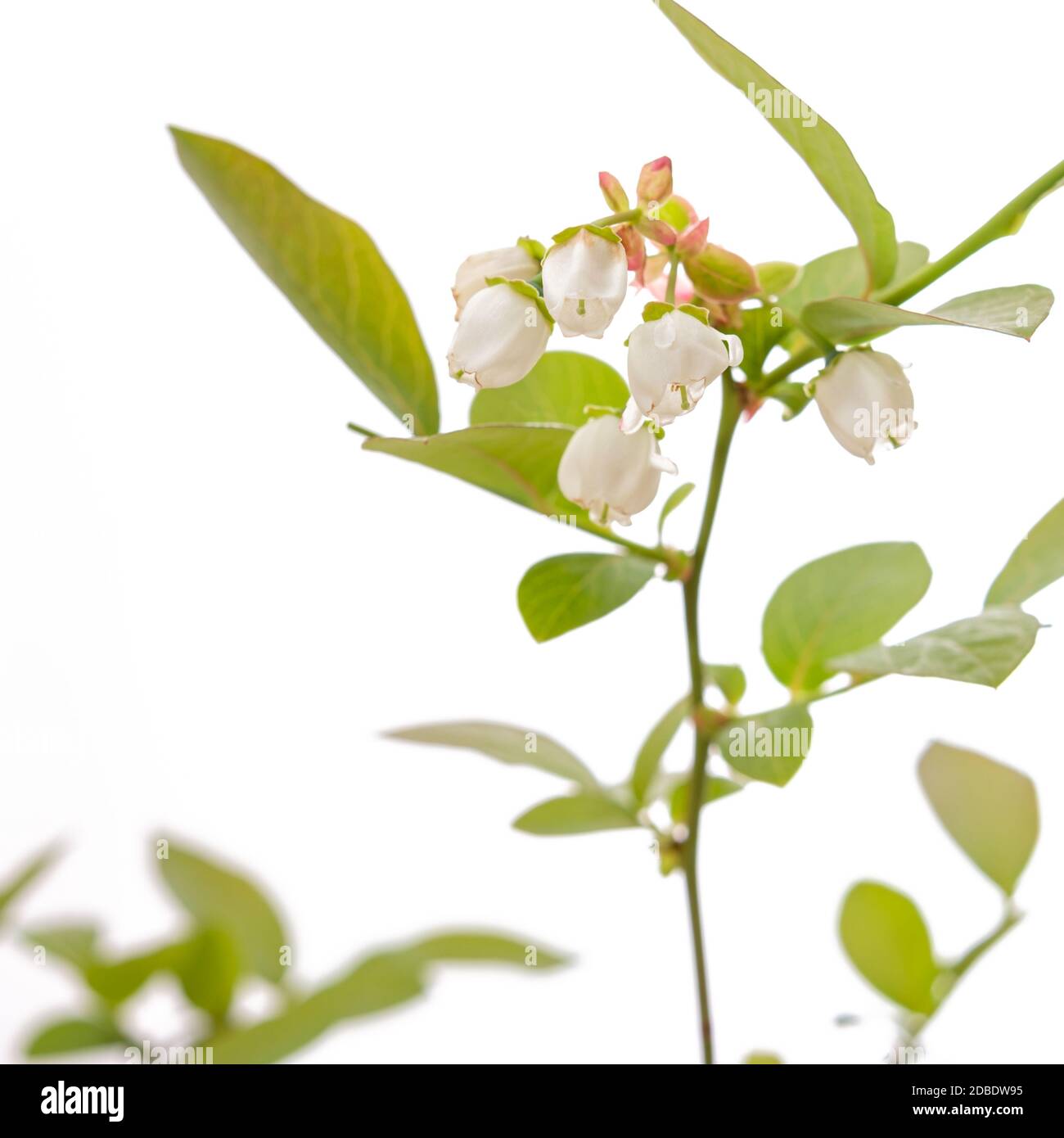 Fiore bianco di una pianta di mirtillo primo piano Foto Stock