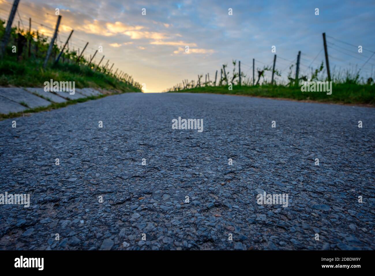 Primo piano della strada in vigneto focalizzato sulla struttura in primo piano Foto Stock