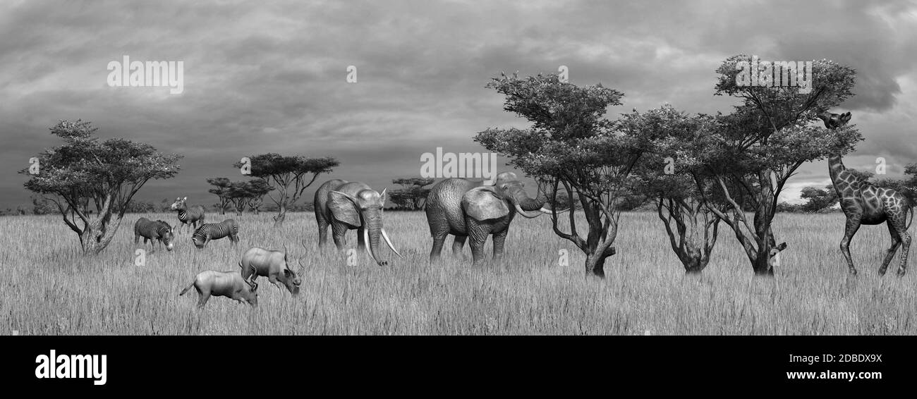 Raccolta di vari animali selvatici su Savanna Africana - in bianco e nero Foto Stock