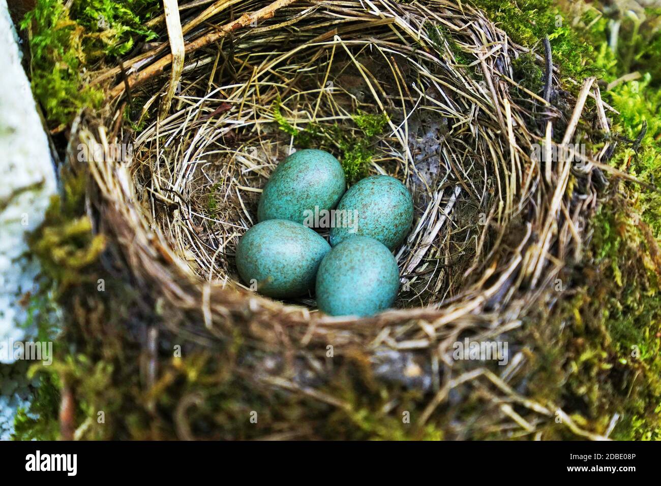 Quattro uova di uccello in un nido in aprile Foto Stock