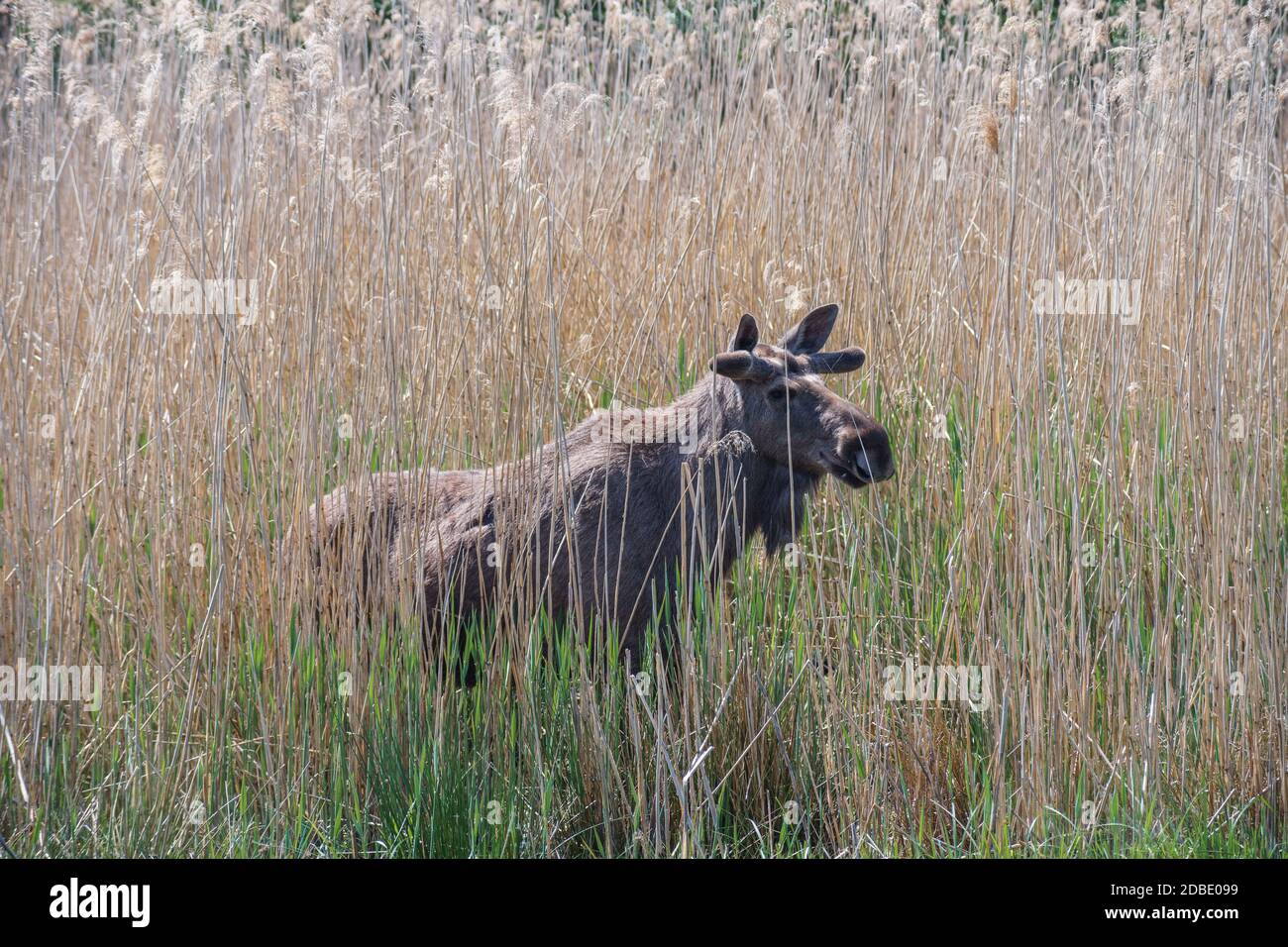 Moose o alci eurasiani in una giornata di sole in campagna. Foto Stock
