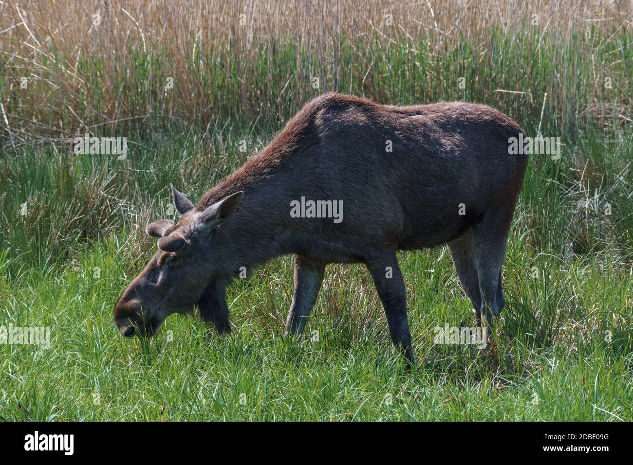 Moose o alci eurasiani in una giornata di sole in campagna. Foto Stock